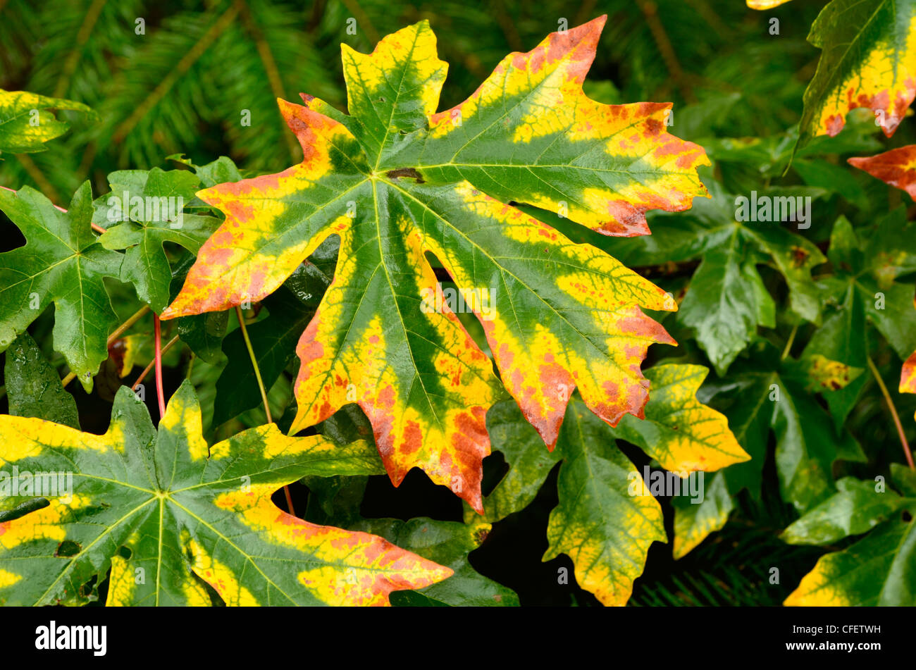 Bigleaf maple leaves, Cascade Range, Oregon. Stock Photo