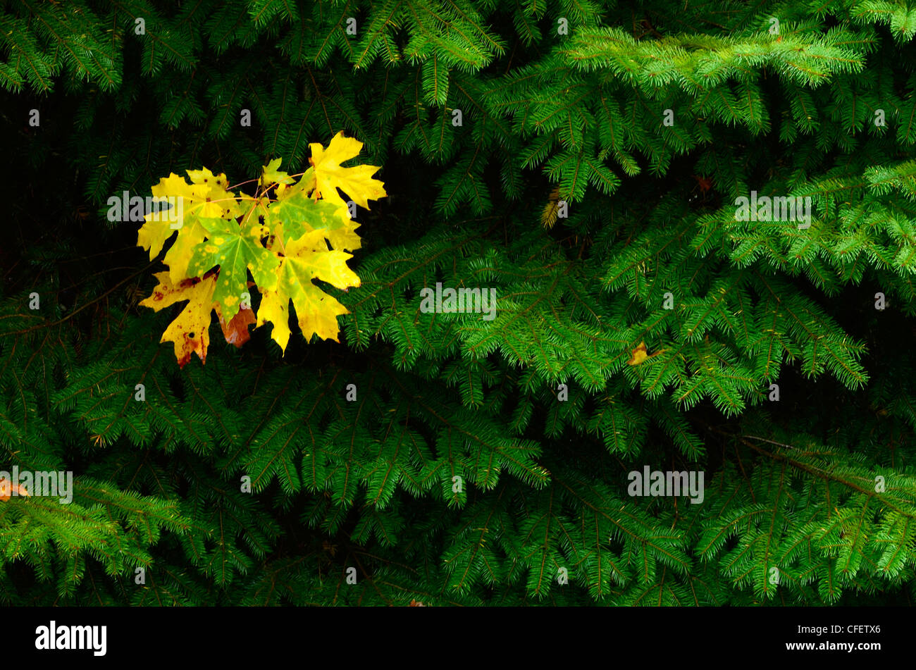 Bigleaf maple leaf among fir boughs along the North Santiam River in Oregon's Cascade Range. Stock Photo