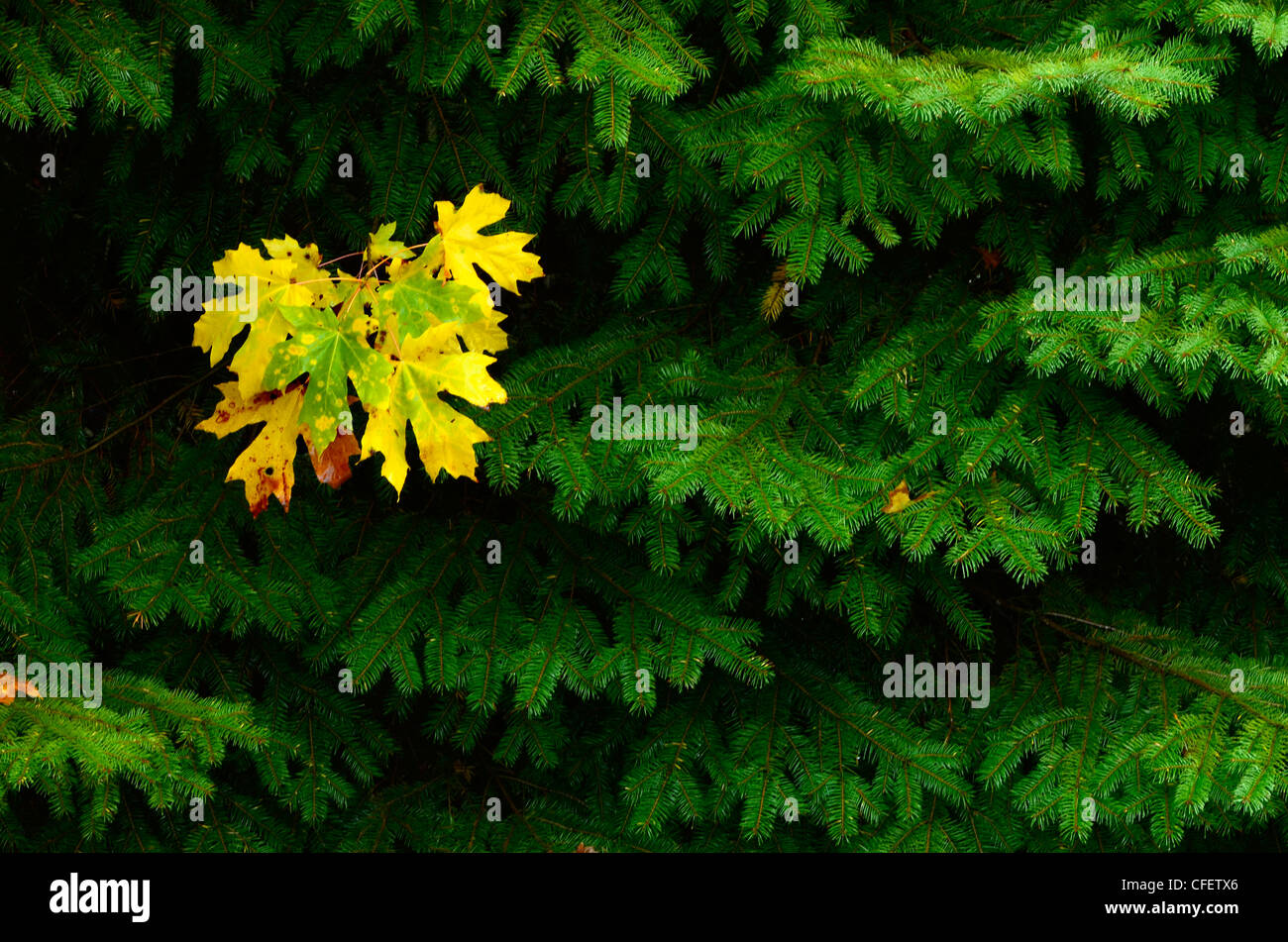 Bigleaf maple tree hi-res stock photography and images - Alamy