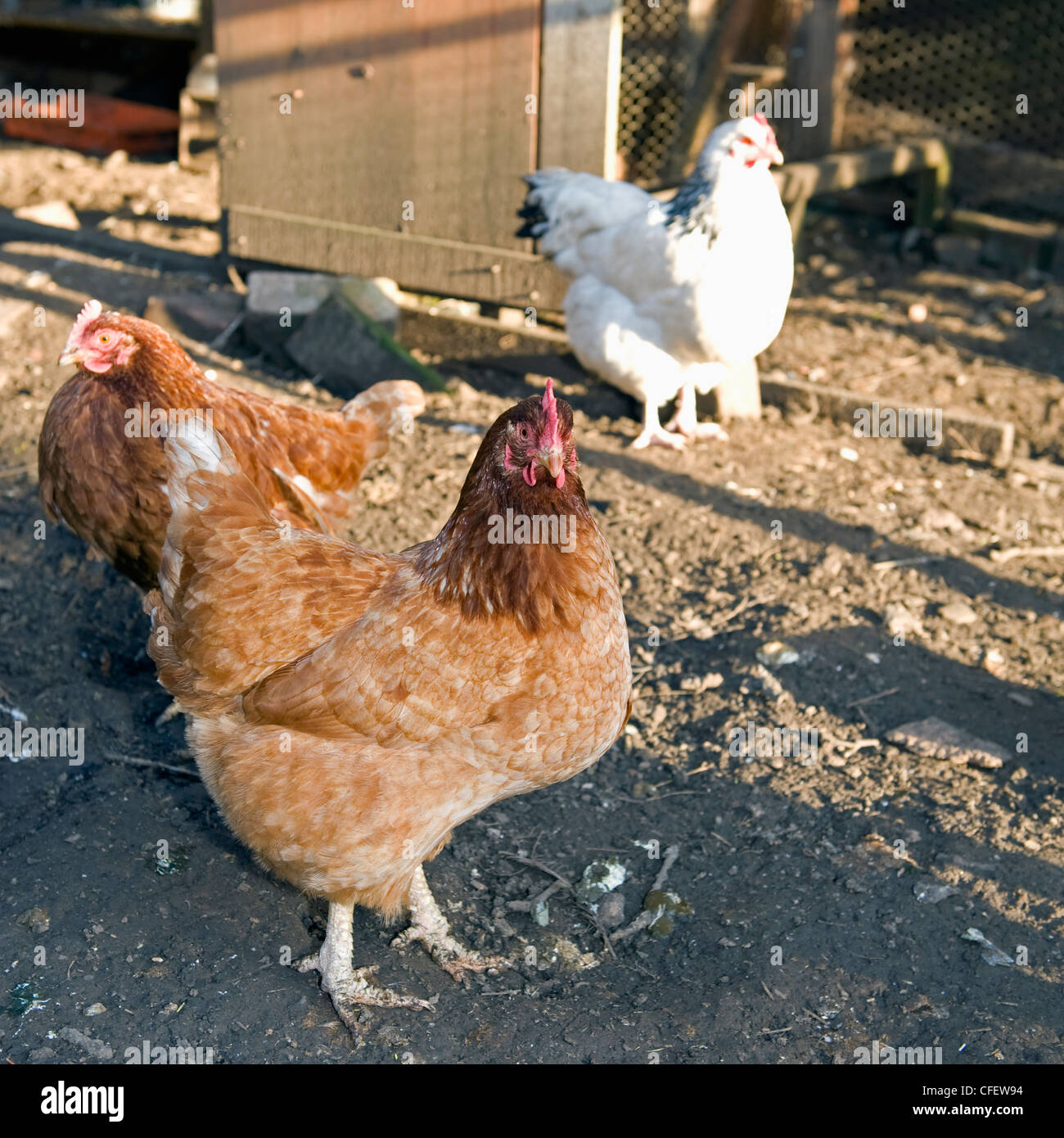 Hybrid Bovans Goldline hens in a backyard coop. Stock Photo
