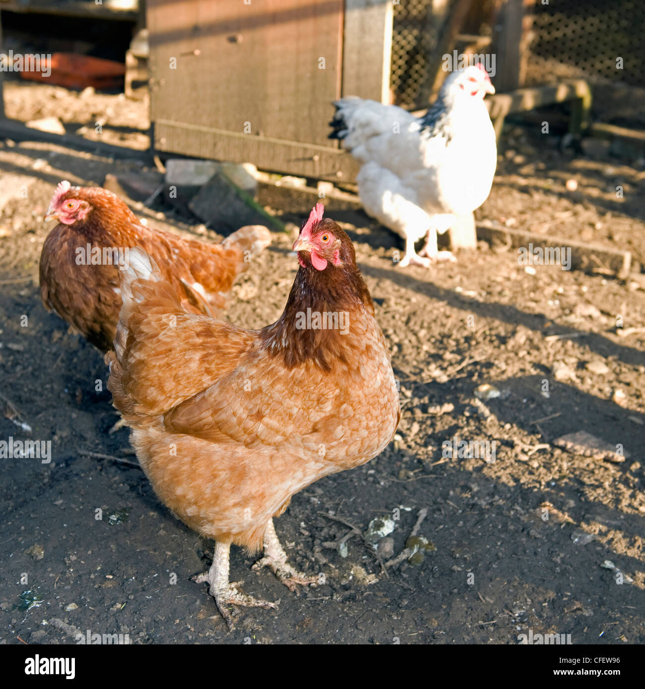 Bovans Goldline Hybrid hens in a backyard coop. Stock Photo