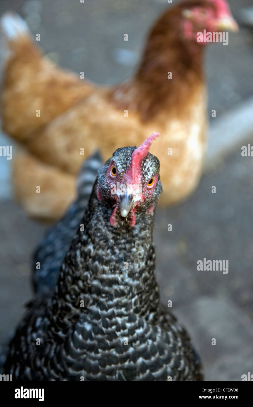Close-up of a Maran Hyprid hen's face looking directly at the camera. Stock Photo