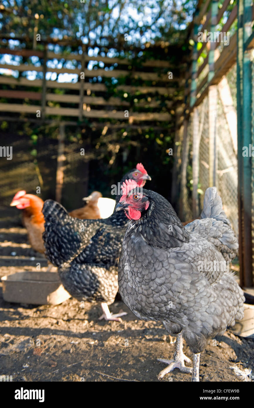 Maran Hybrid chickens in a coop. Stock Photo