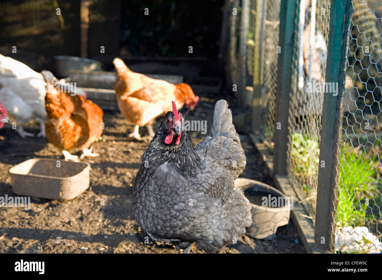 A Maran chicken in a coop. Stock Photo