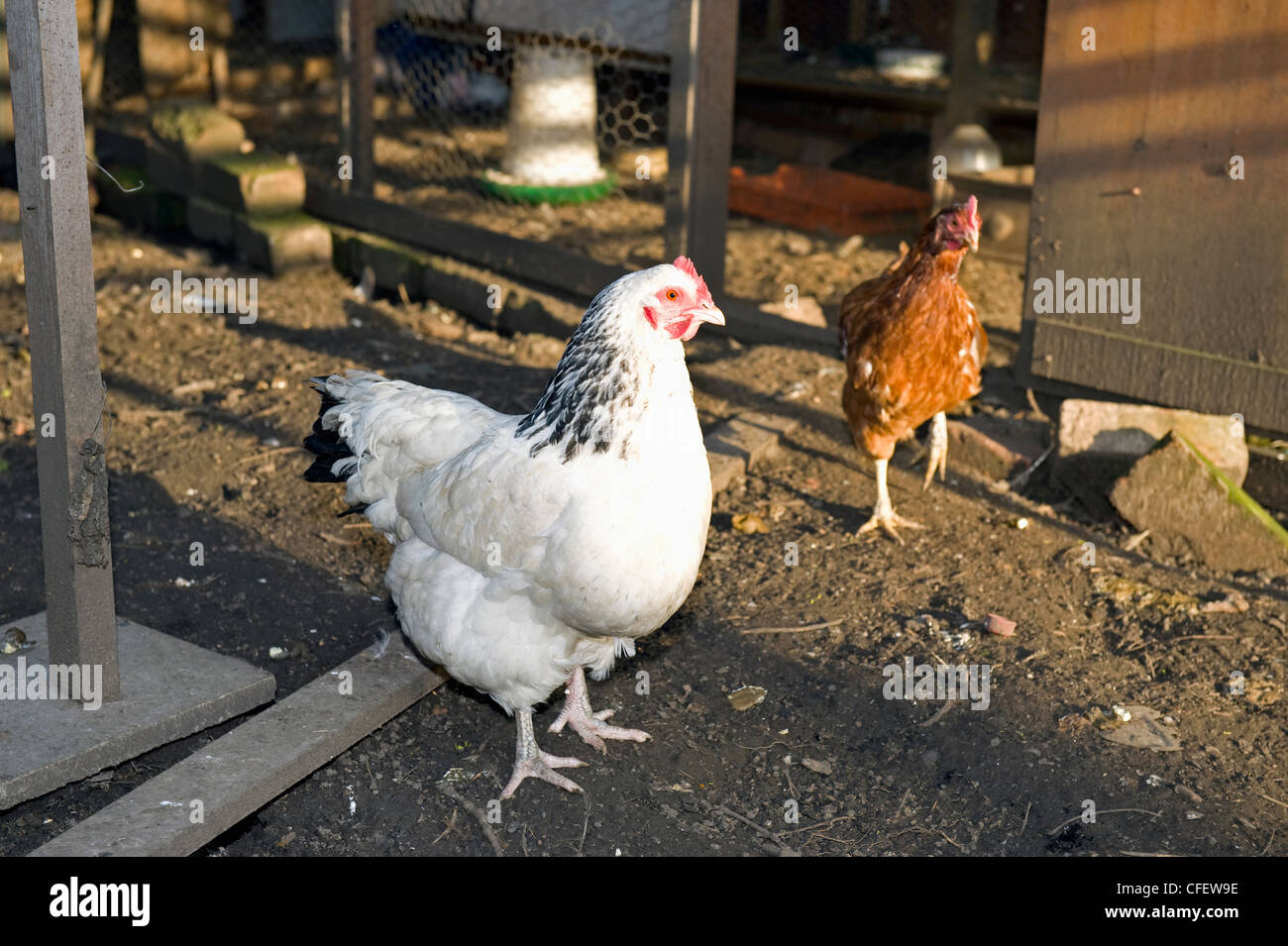 A Light Sussex Hen and a Bovans Goldline Hybrid Hen in a backyard coop. Stock Photo