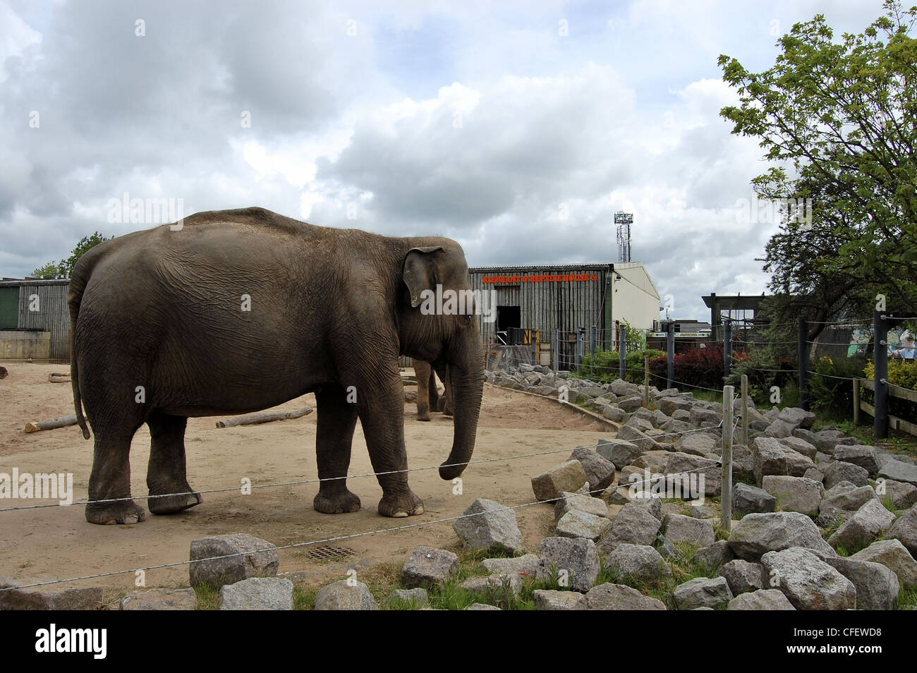 Blackpool zoo elephant hires stock photography and images Alamy