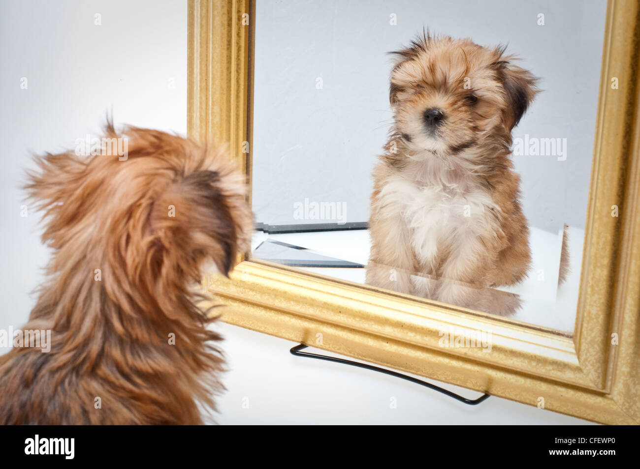 Cute puppy looking into the mirror Stock Photo - Alamy