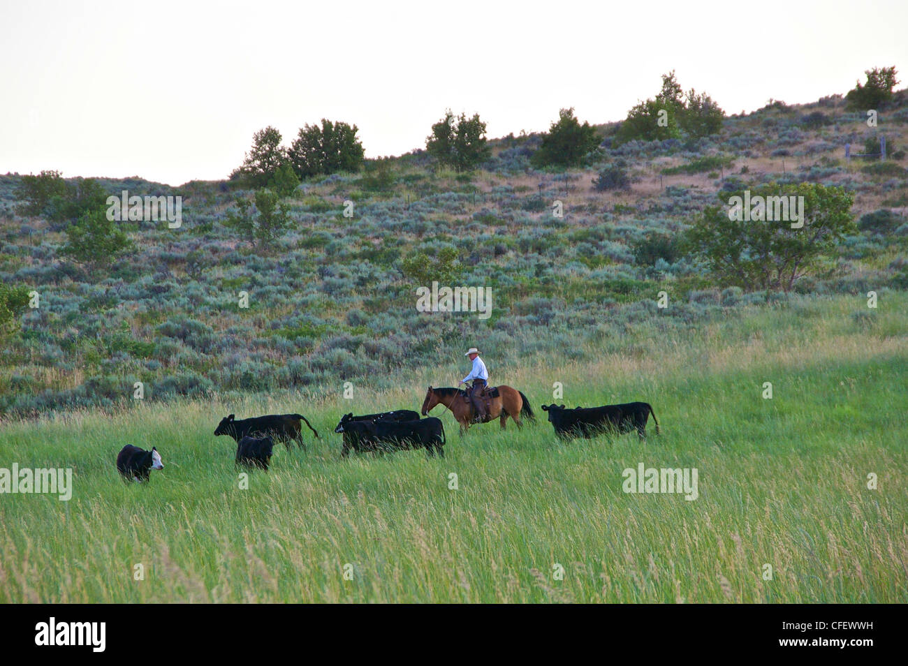 Cowboy Herding Cattle High Resolution Stock Photography and Images - Alamy