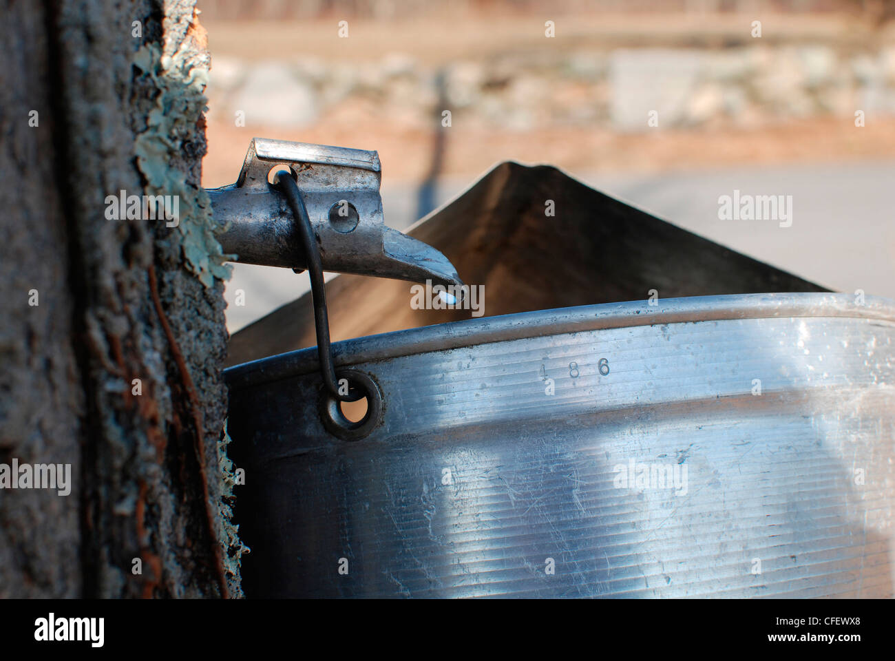 Droplet of sap flowing from a maple tree into a metal bucket Stock