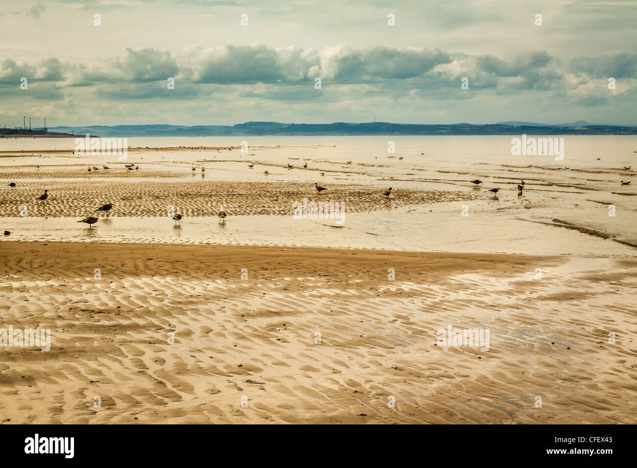 Seagulls on the Portobello beach at low tide Stock Photo Alamy
