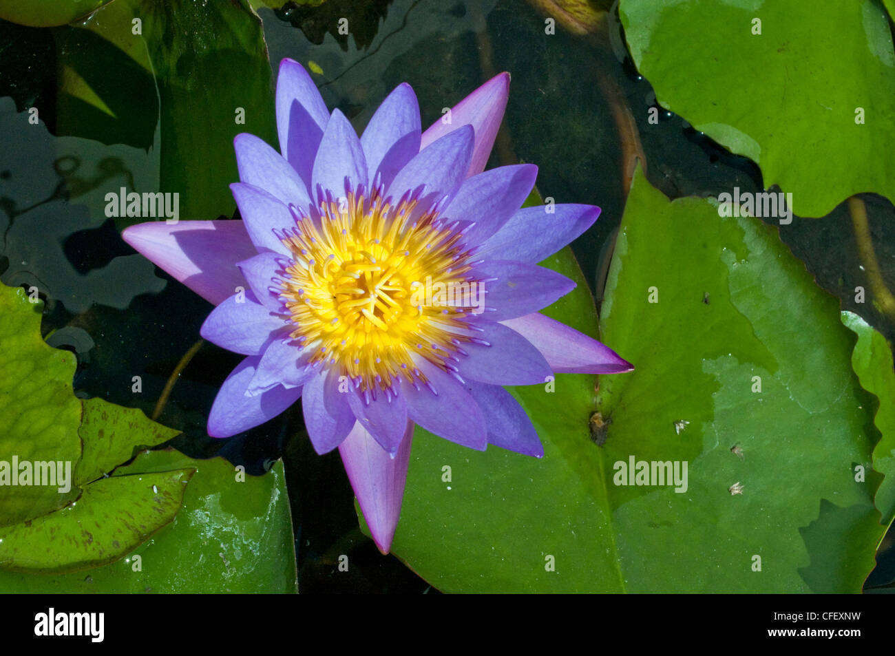 Happy water lily hi-res stock photography and images - Alamy