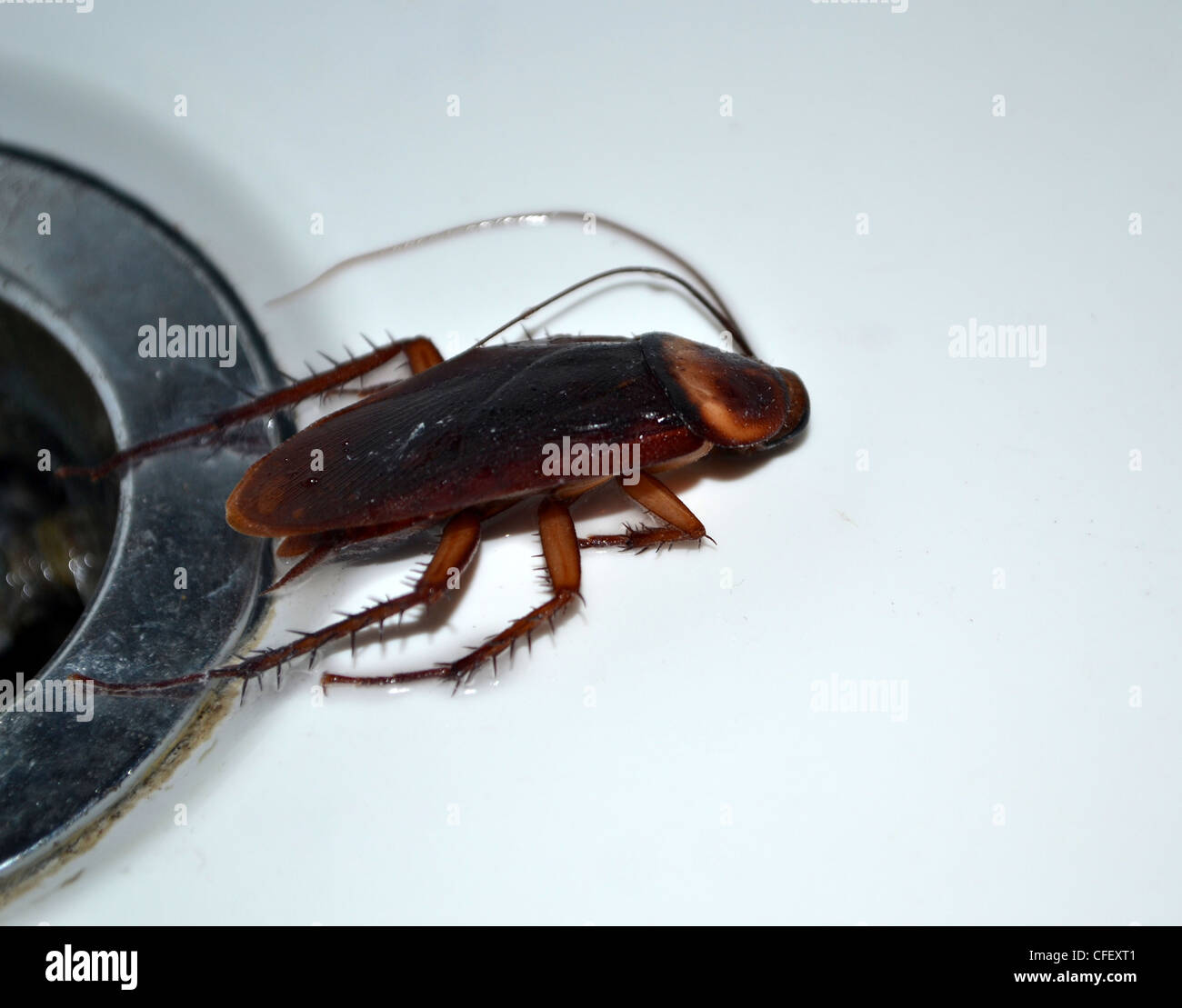 Cockroach on bath drain Stock Photo Alamy