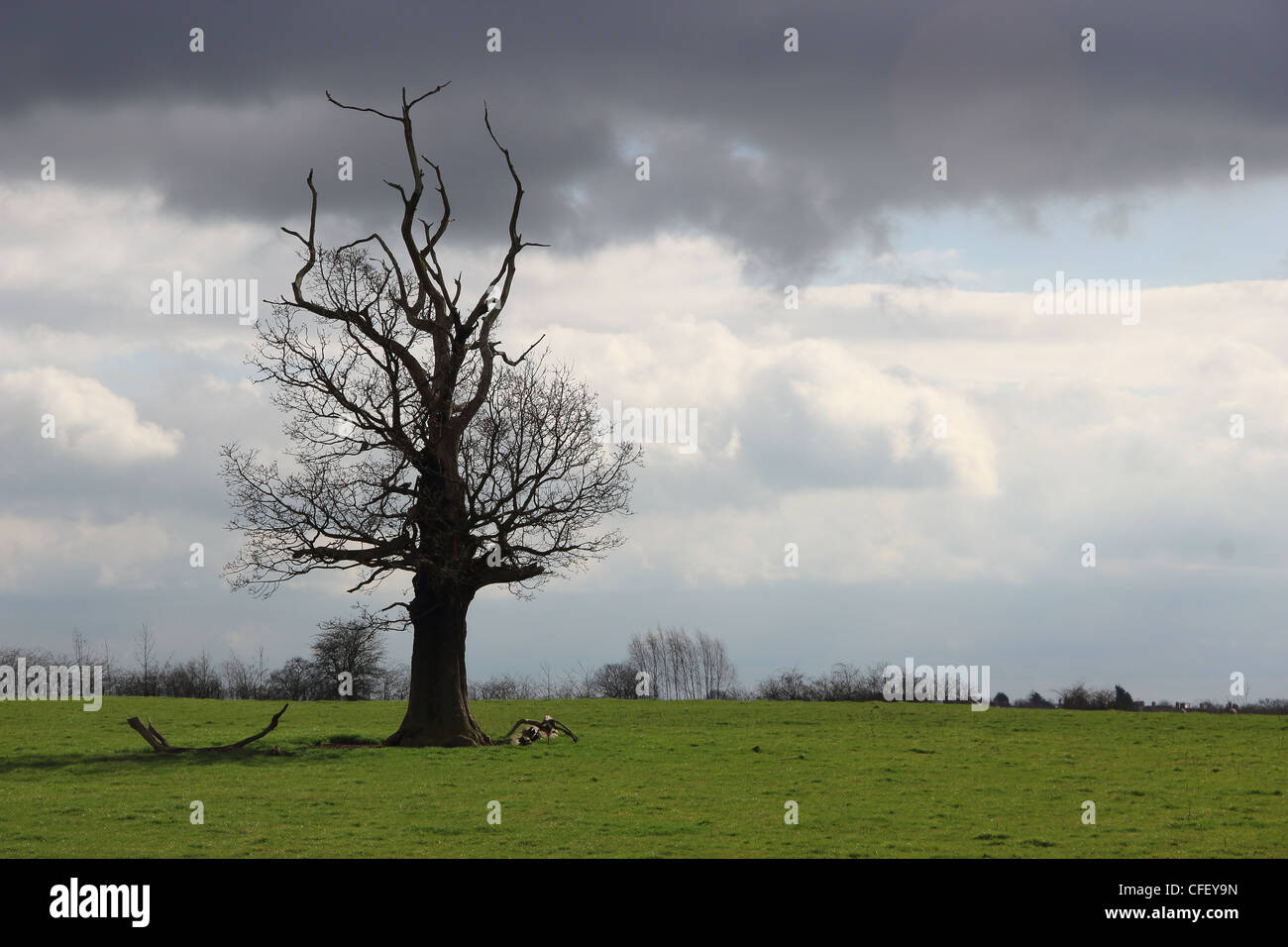 Lone oak tree Stock Photo - Alamy