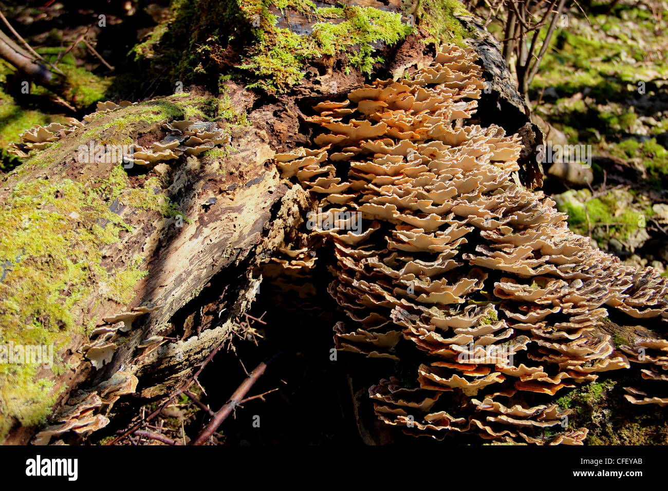 Fungus on tree Stock Photo