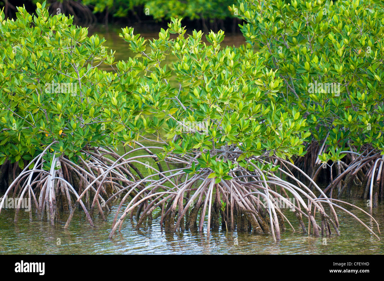 Mangrove forest in Buena Vista UNESCO Biosphere Reserve, Buena Vista Bay, Cayo Santa Maria, Cuba, West Indies, Caribbean Stock Photo
