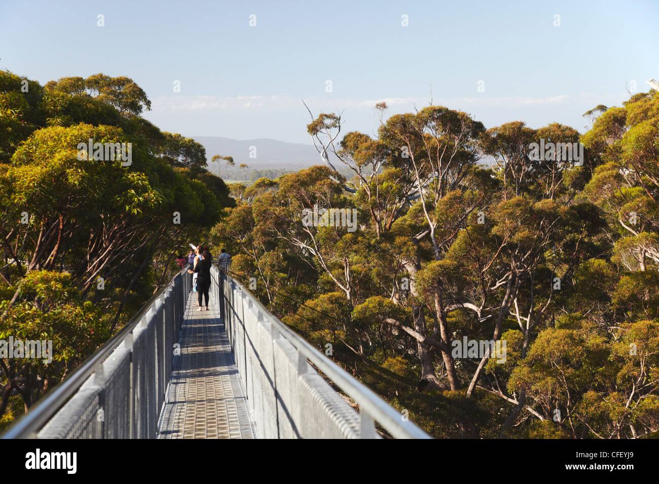 Treetop Walk in Valley of the Giants, Walpole, Western Australia, Australia, Pacific Stock Photo Treetop Walk in Valley of the Giants, Walpole, Western Australia, Australia, Pacific Stock Photo