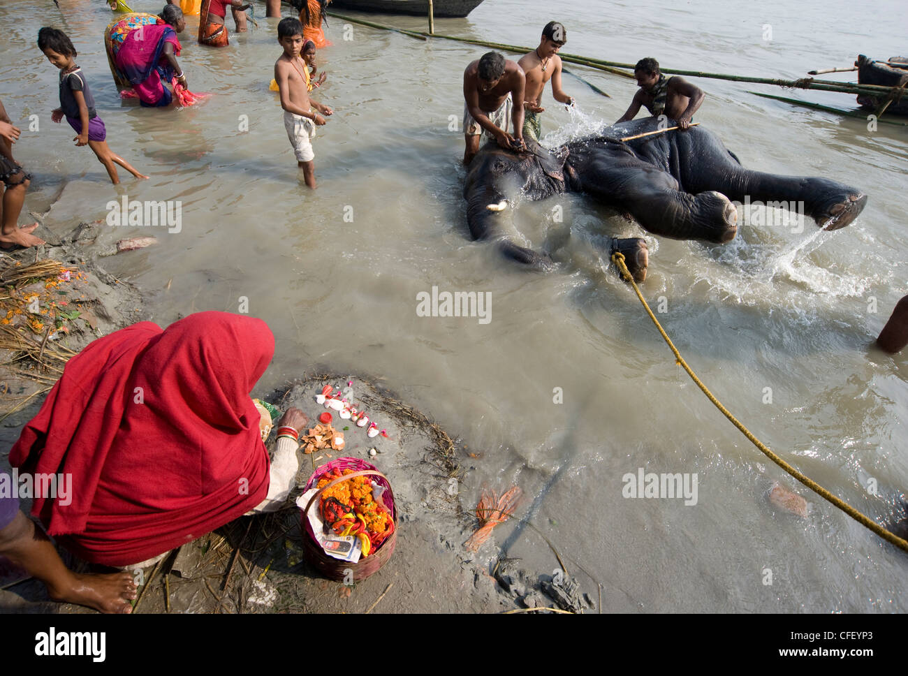 Bihari woman lays out a puja prayer on the banks of the Ganges where an elephant is being washed by mahouts, Patna, Bihar, India Stock Photo