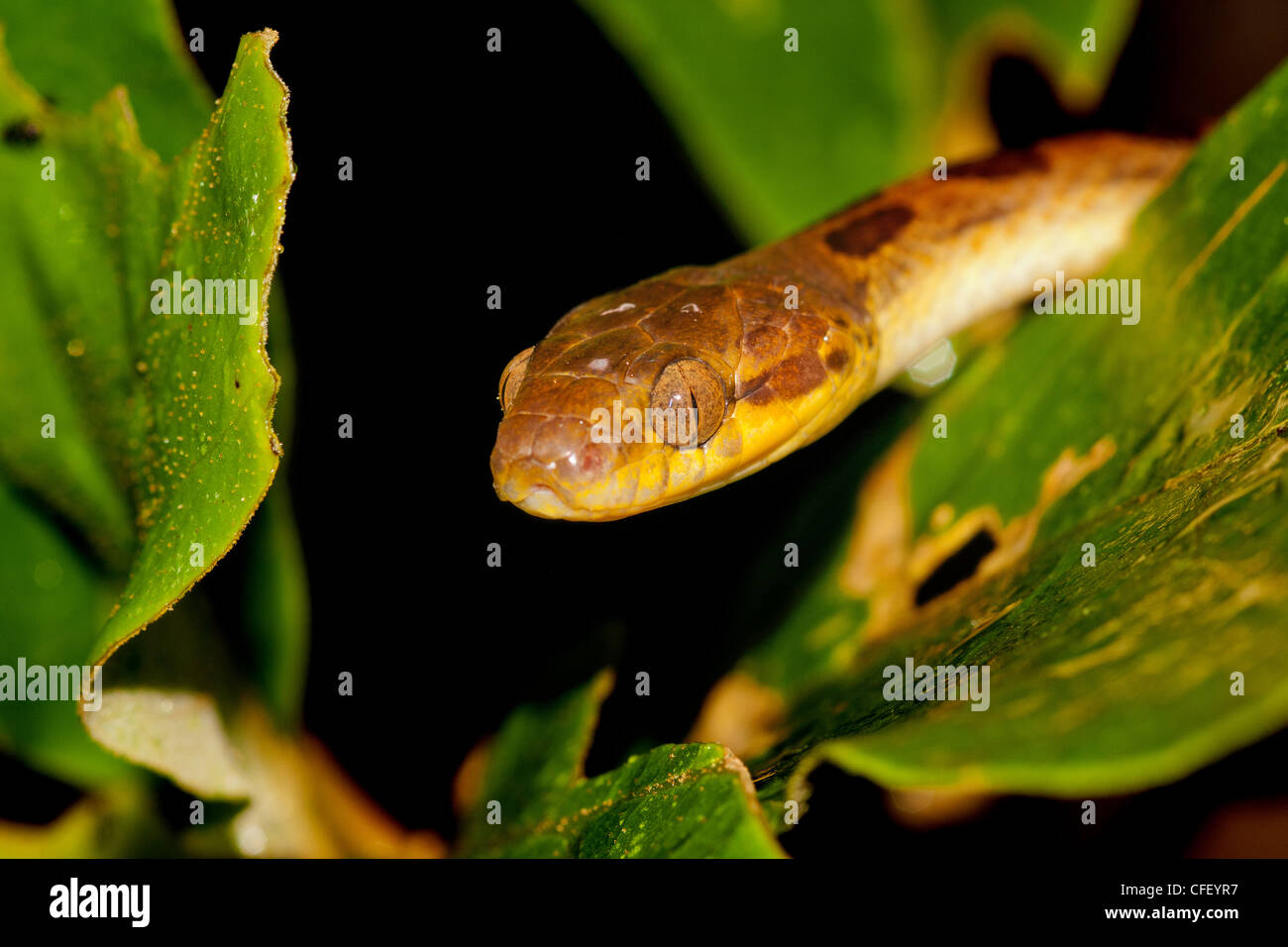 Cat eyed snake hires stock photography and images Alamy