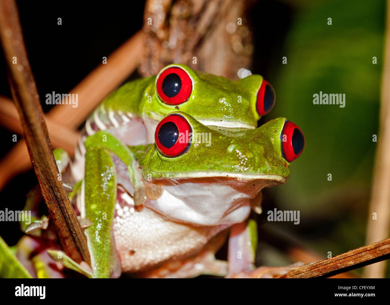 Four eyed frog hi-res stock photography and images - Alamy