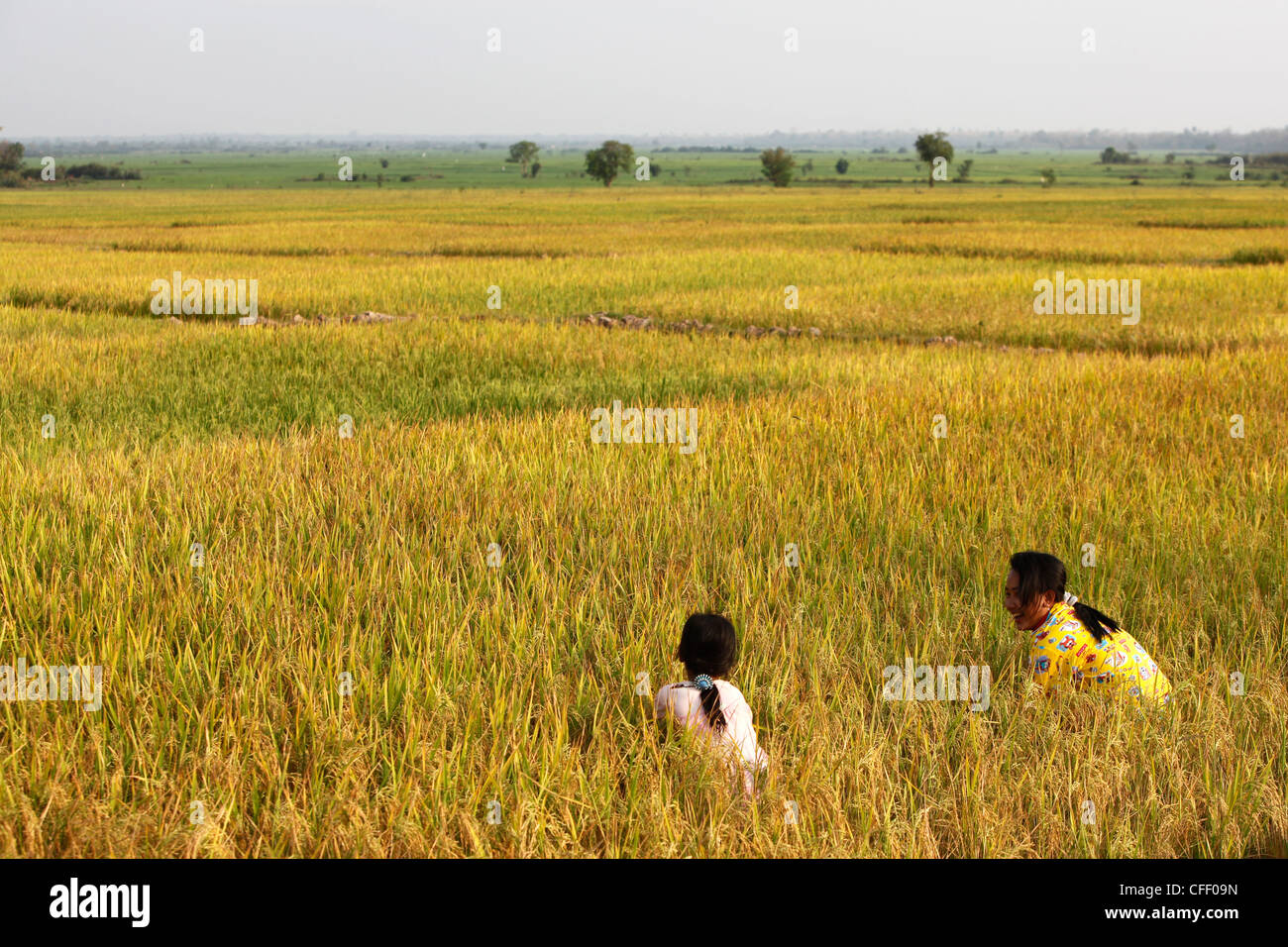 Cambodian girls in a rice paddy field, Kompong Cham, Cambodia, Indochina, Southeast Asia, Asia Stock Photo