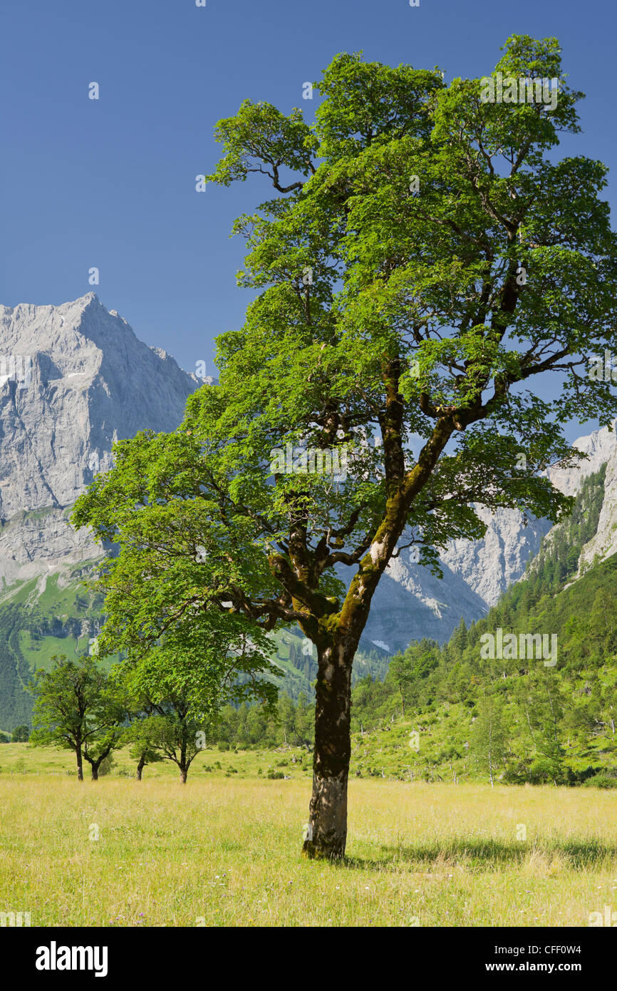 Great maples in the middle of a field in the Ahornboden, Grosser Ahornboden, Spritzkarspitze mountain in the background, Karwend Stock Photo