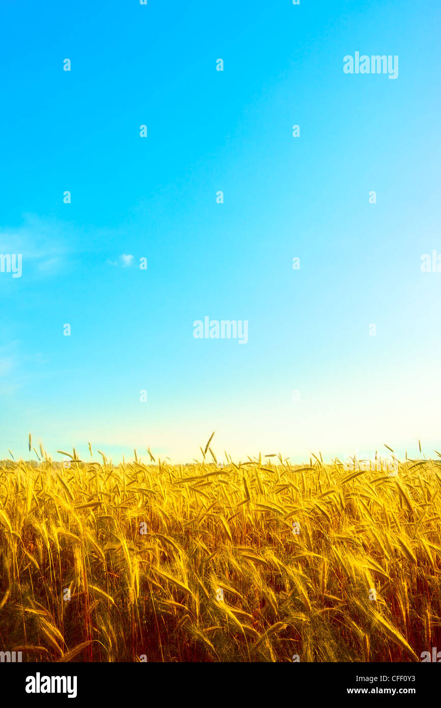 golden wheat field with blue sky background Stock Photo - Alamy