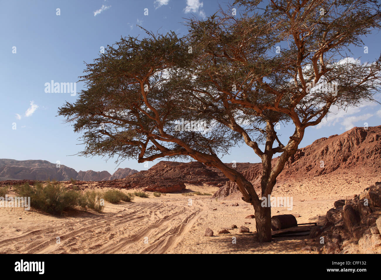 Tracks in the sand of the Sinai Desert lead under a tree in the