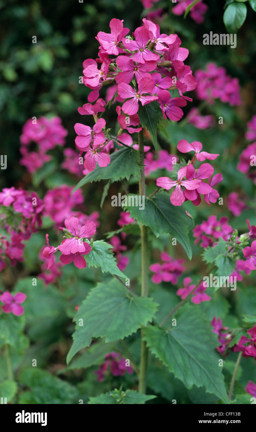 Honesty (Lunaria annua) flowers Stock Photo