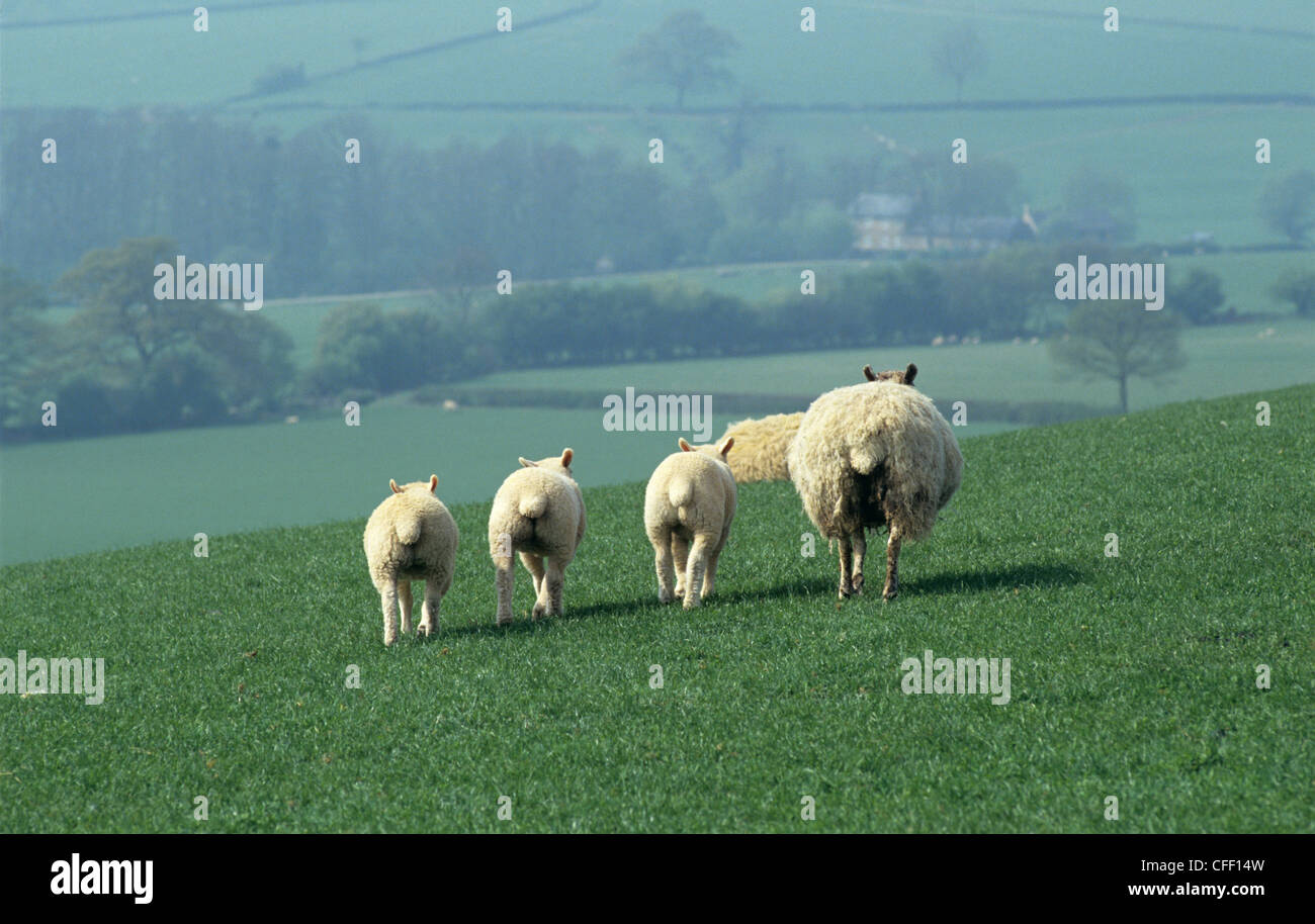 Ewe with three 3 lambs walking away on downland pasture Stock Photo