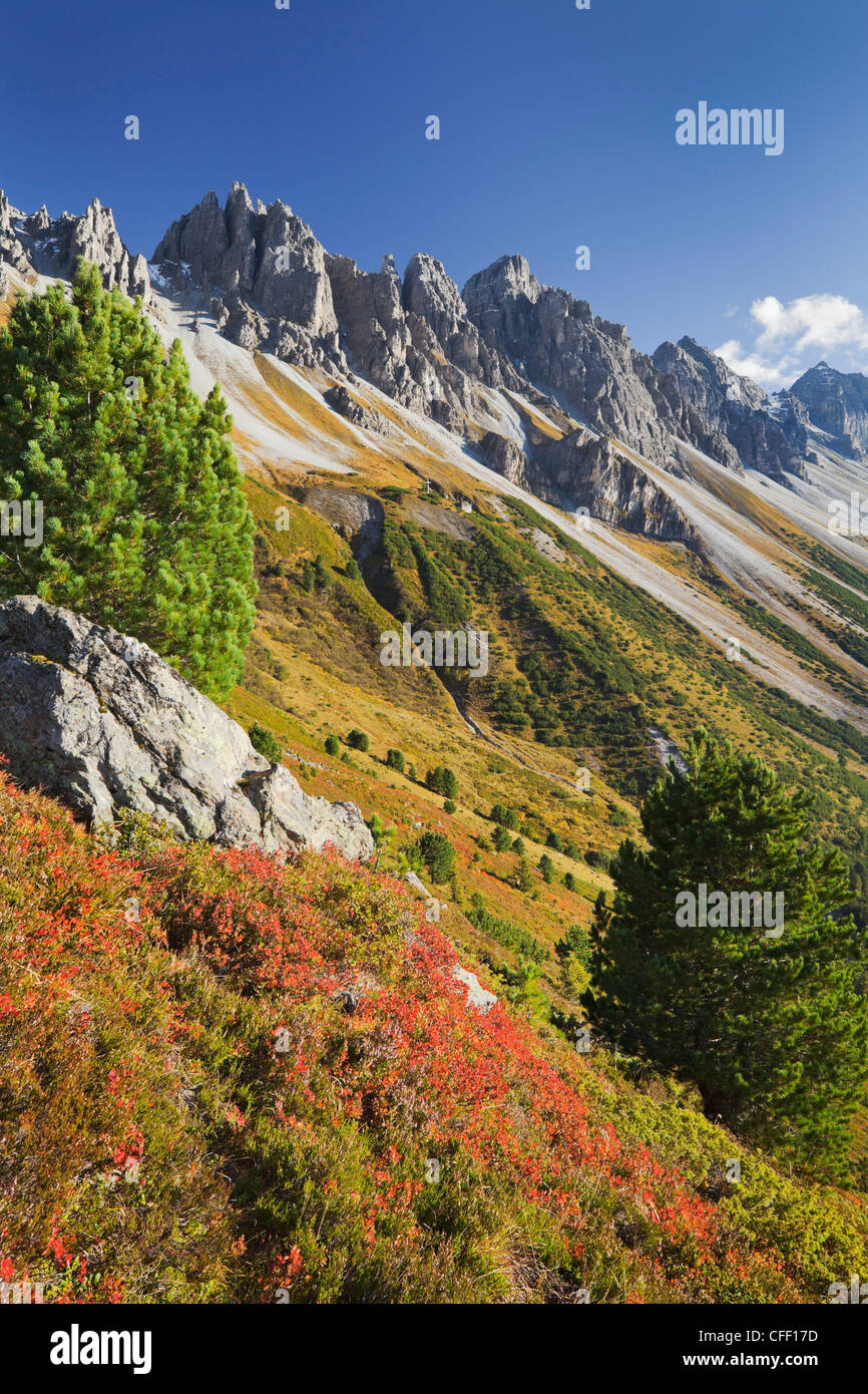 Pine at Kemater Alp in the sunlight, Kalkkoegel, Tyrol, Austria, Europe Stock Photo