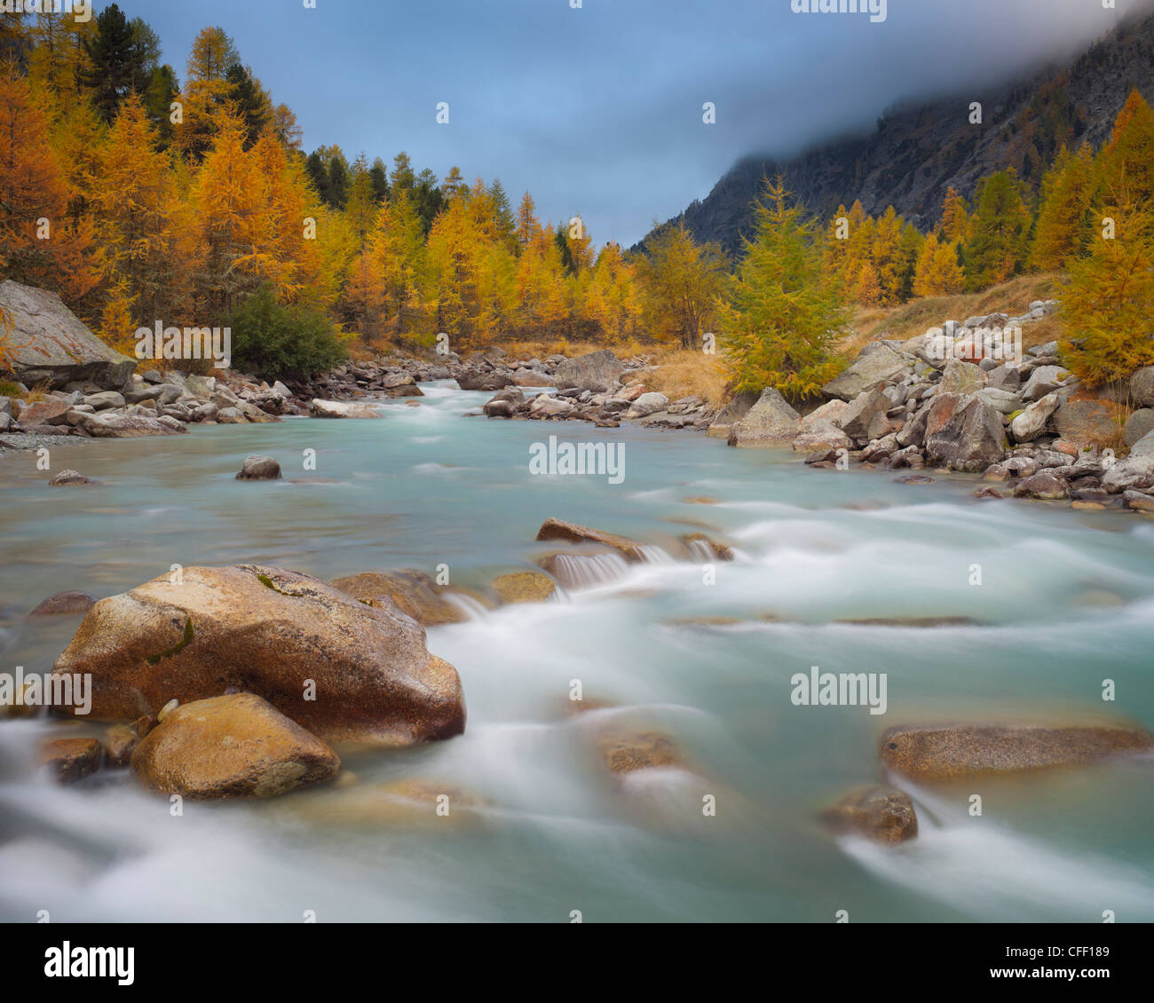 Larch trees at a river in autumn, Val Roseg, Ova da Roseg, Grisons, Switzerland, Europe Stock Photo