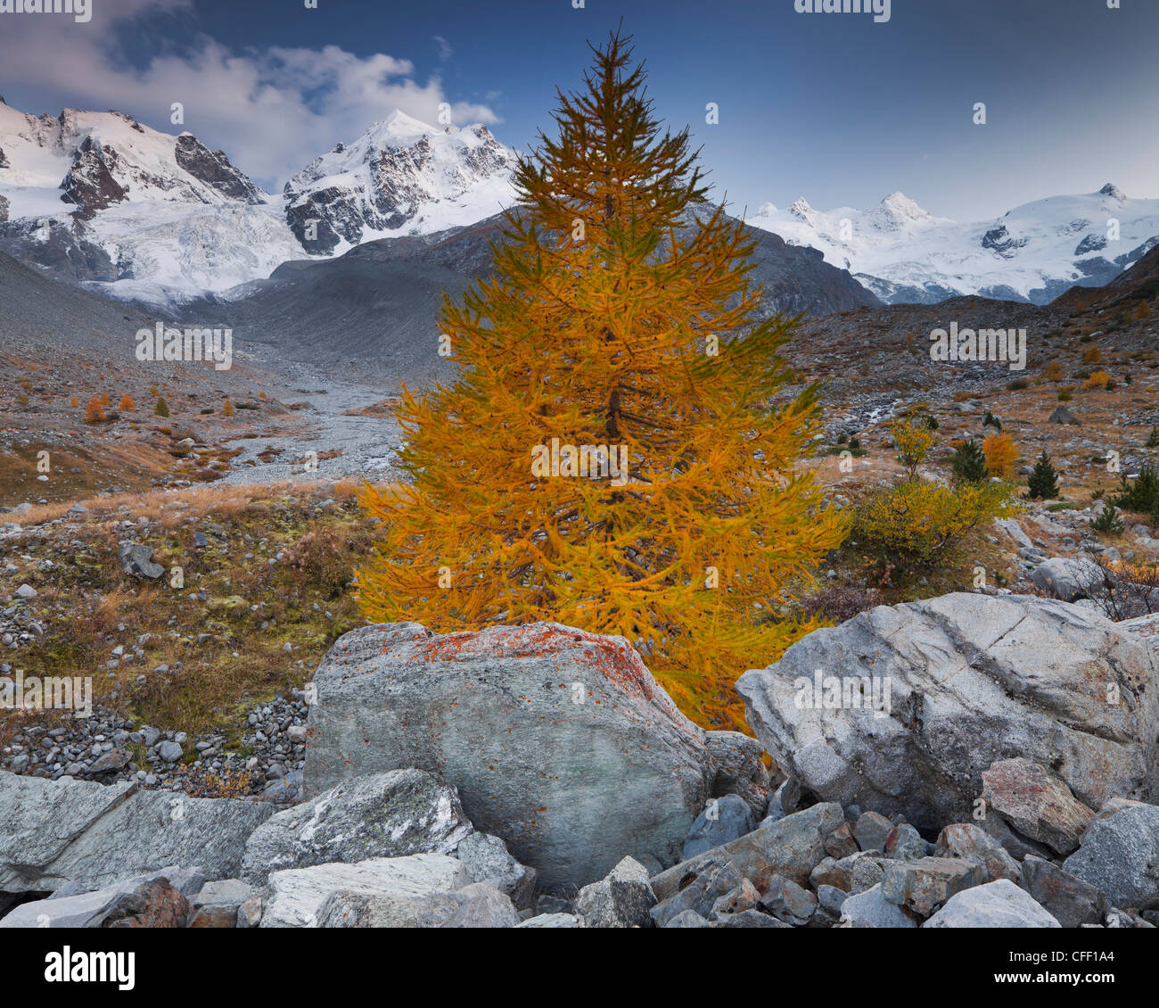 Stones and larch in front of snow covered mountains, Val Roseg, Piz Bernina, Piz Roseg, Grisons, Switzerland, Europe Stock Photo