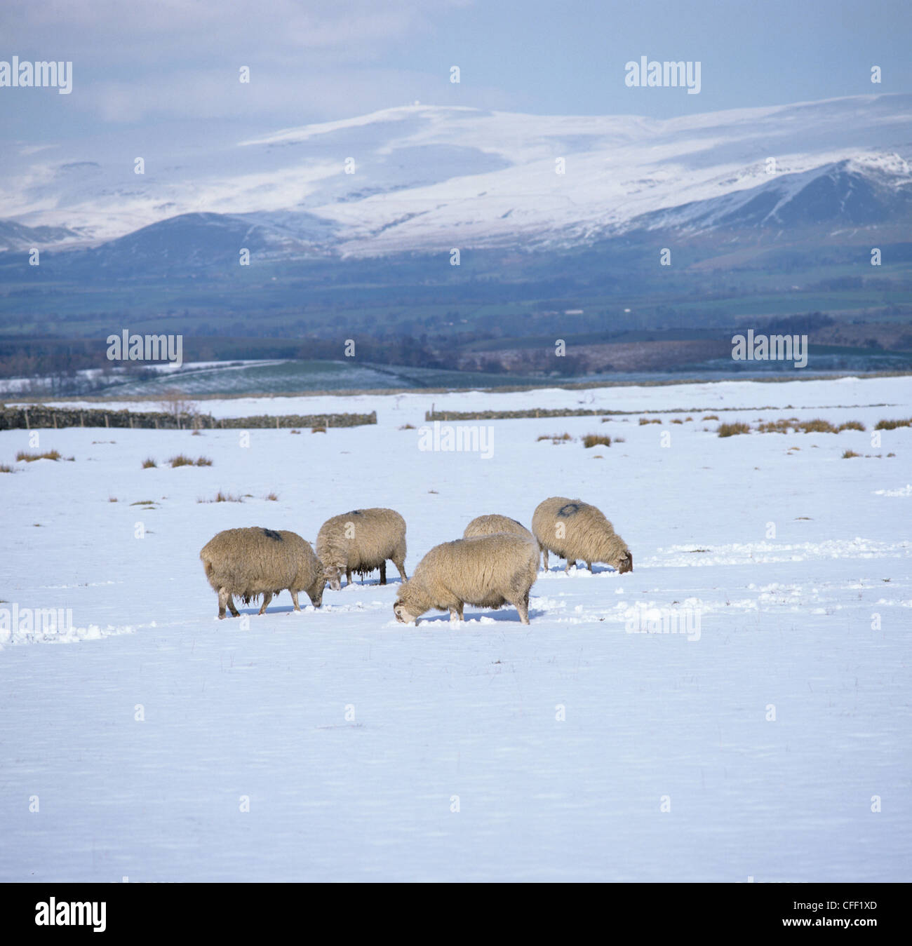 North country mules sheep grazing in snow Westmorland landscape in winter Stock Photo