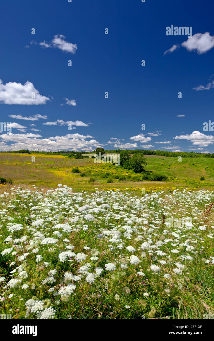 Queen Anne's Lace, (daucus carota), wildflower, Sunrise Trail, Nova Scotia, Canada Stock Photo