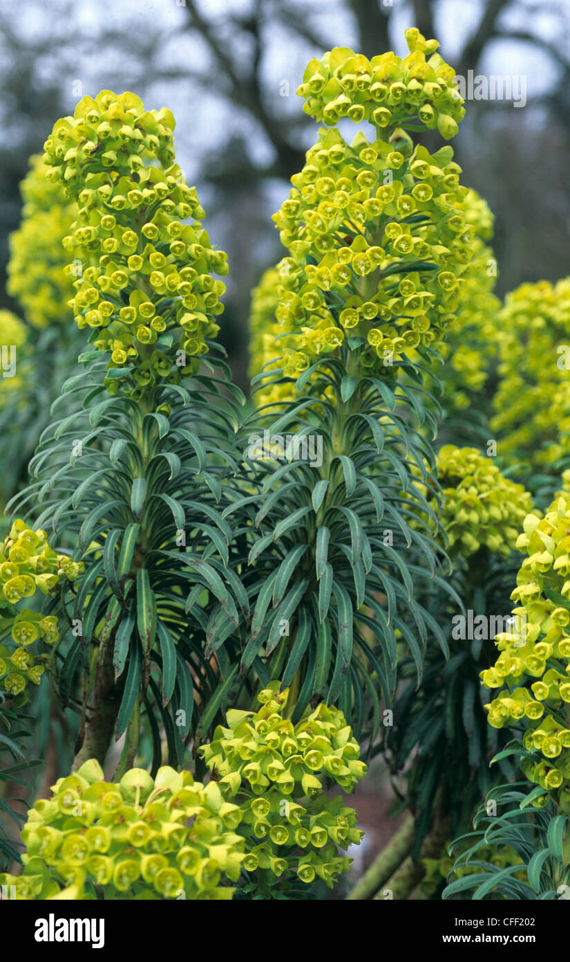 Euphorbia characias 'Wulfenii' flowering ornamental Stock Photo