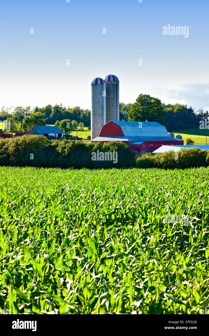 Corn crop, old barns and silos, Nova Scotia, Canada Stock Photo