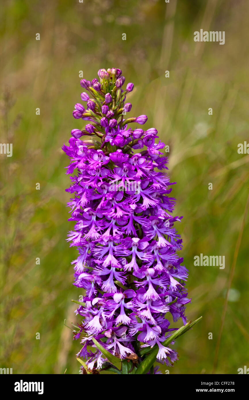 Purple Fringed Orchid,(Platanthera grandiflora) Stock Photo