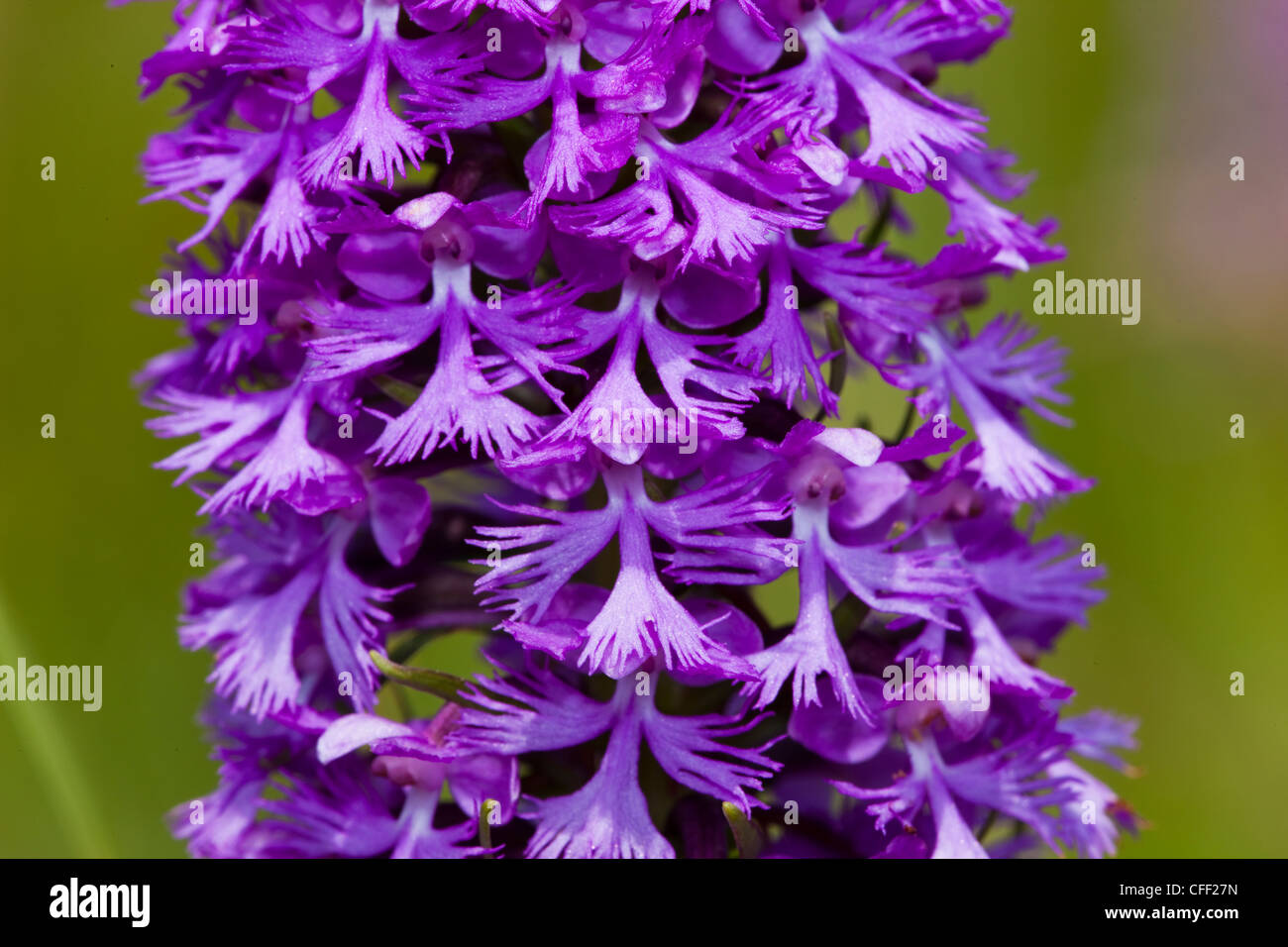 Purple Fringed Orchid,(Platanthera grandiflora) Stock Photo