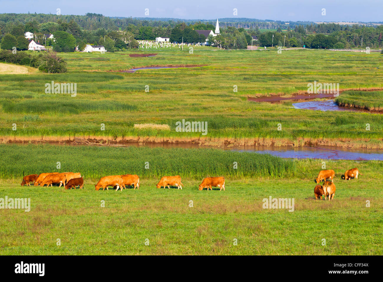Beef cattle, Tryon, Prince Edward Island, Canada Stock Photo