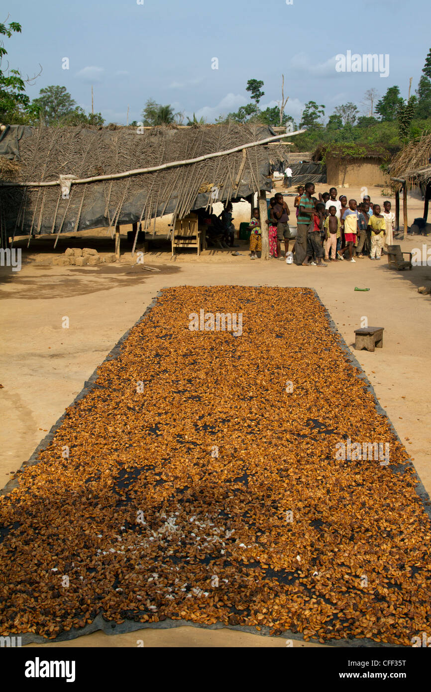 Air-drying cacao beans Near Duekoue ,Ivory Coast ,Cote d'Ivoire,West Africa Stock Photo