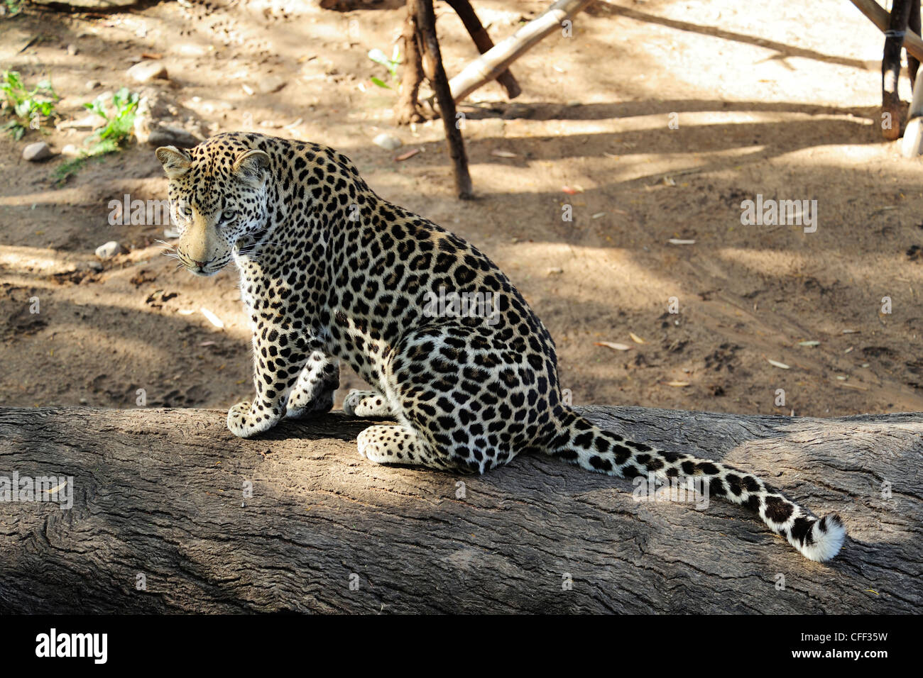Captive leopard (panthera pardus), Cango Wildlife Ranch near Oudtshoorn ...
