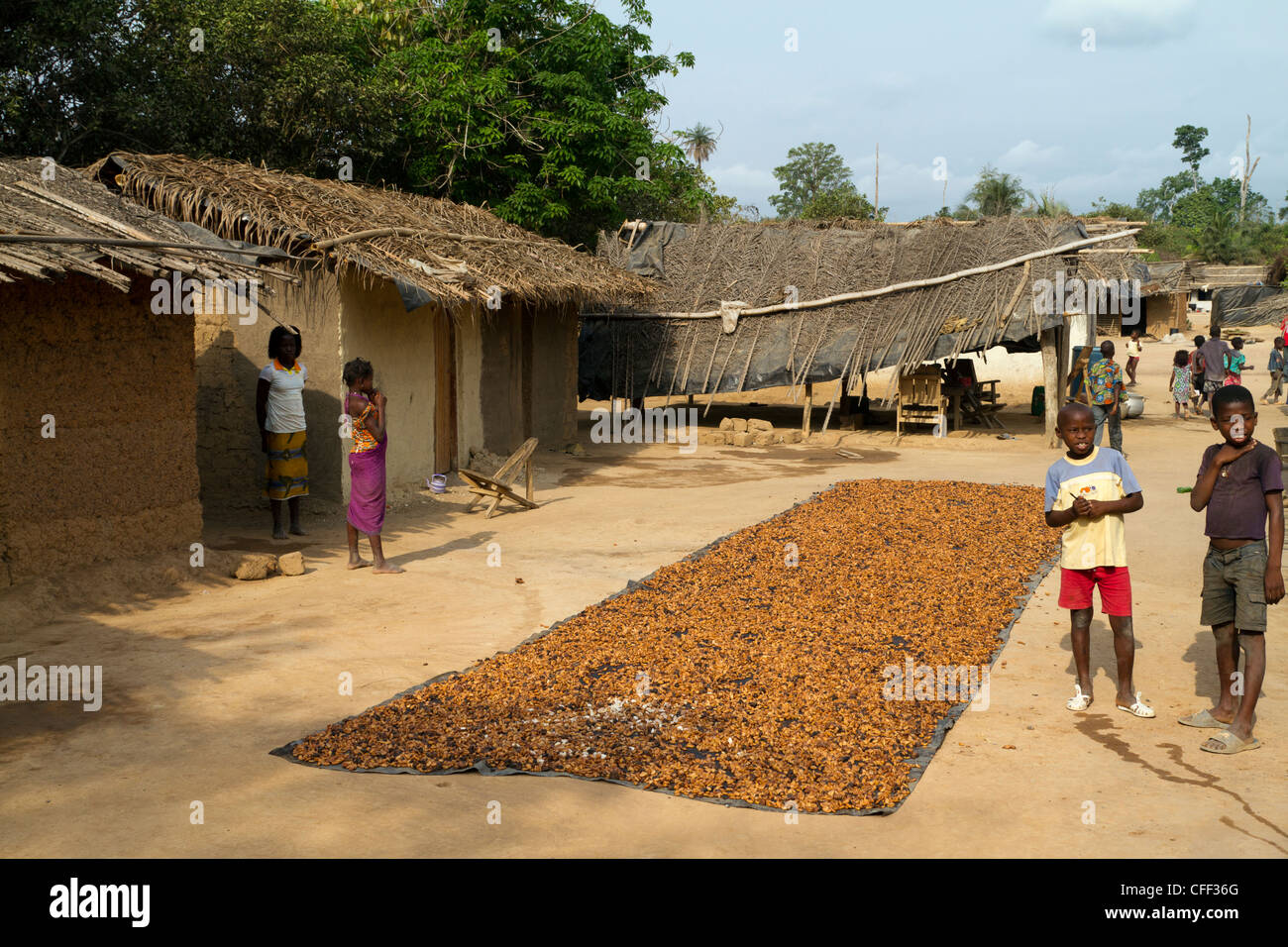 Air-drying of  cacao beans Near Duekoue ,Ivory Coast ,Cote d'Ivoire,West Africa Stock Photo