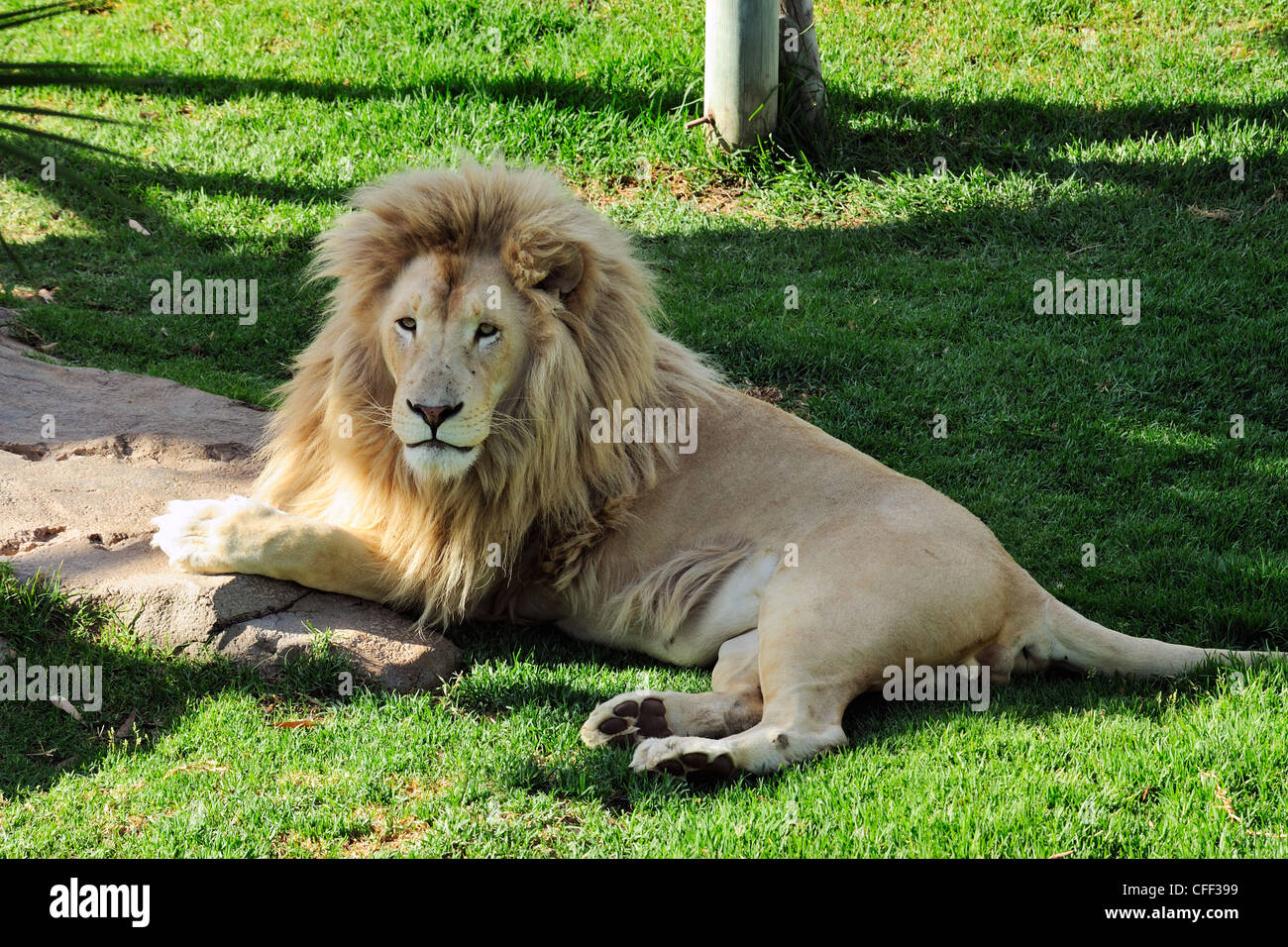 Lion Captive South Africa High Resolution Stock Photography and Images ...