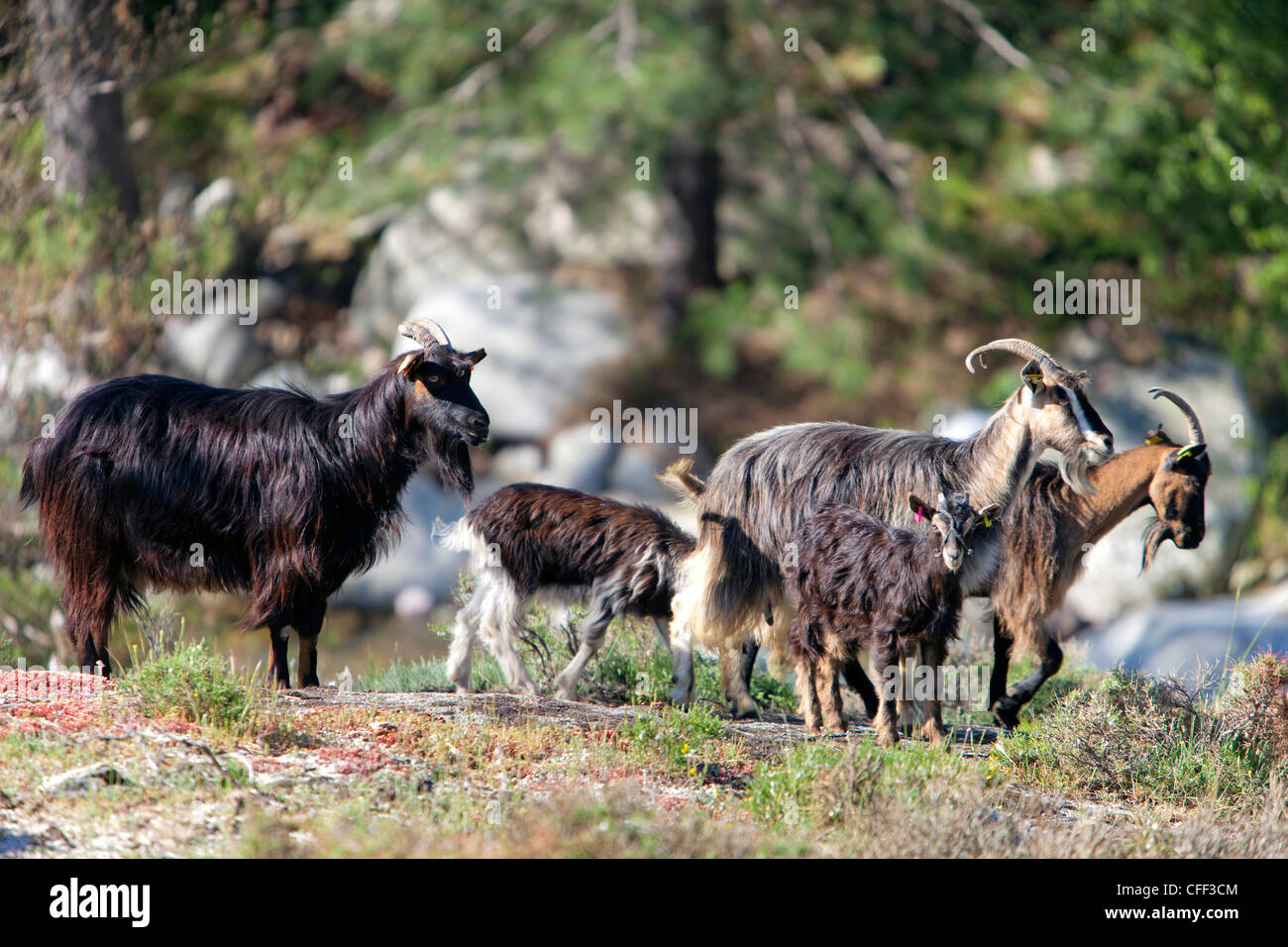 Goats on the Mare-a-Mare North trail, zwischen Alberta and Ciatterinu, Niolo Plateau, Corsica, France Stock Photo
