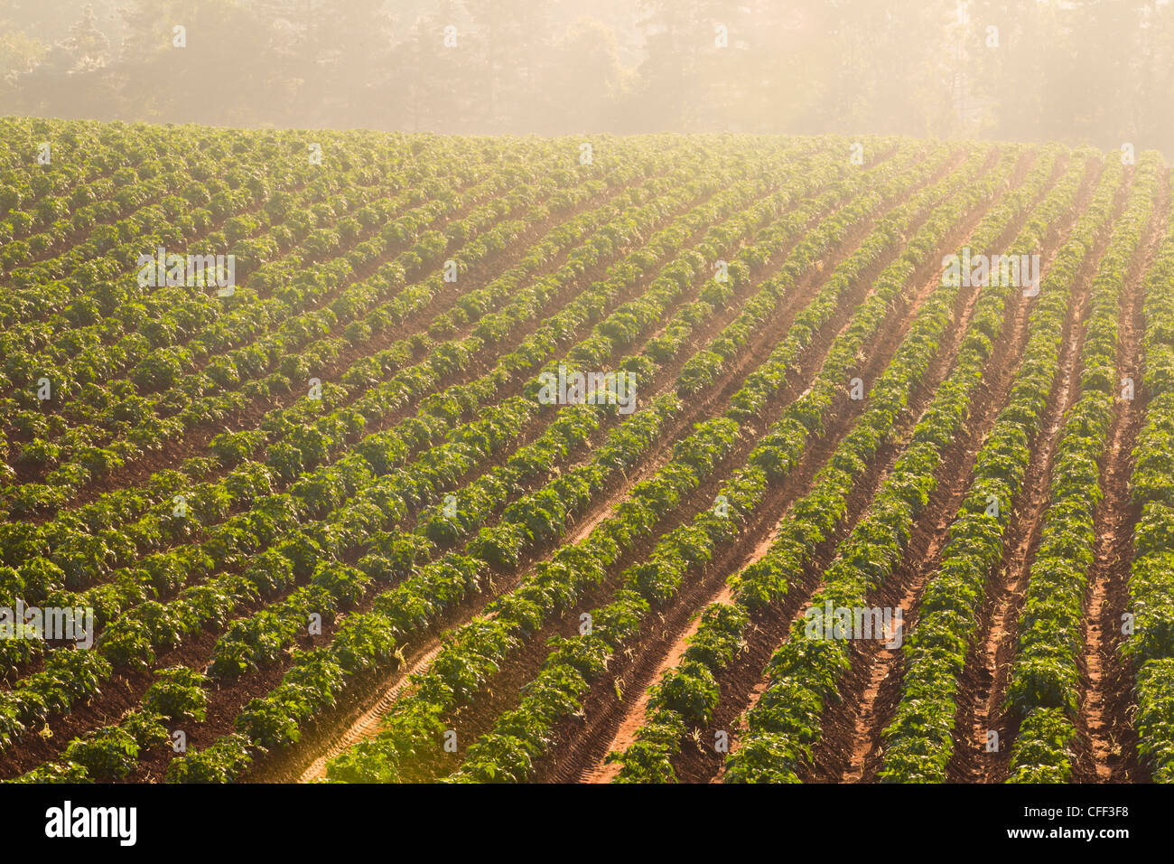 Potatoe field, Crapaud, Prince Edward Island, Canada Stock Photo Alamy