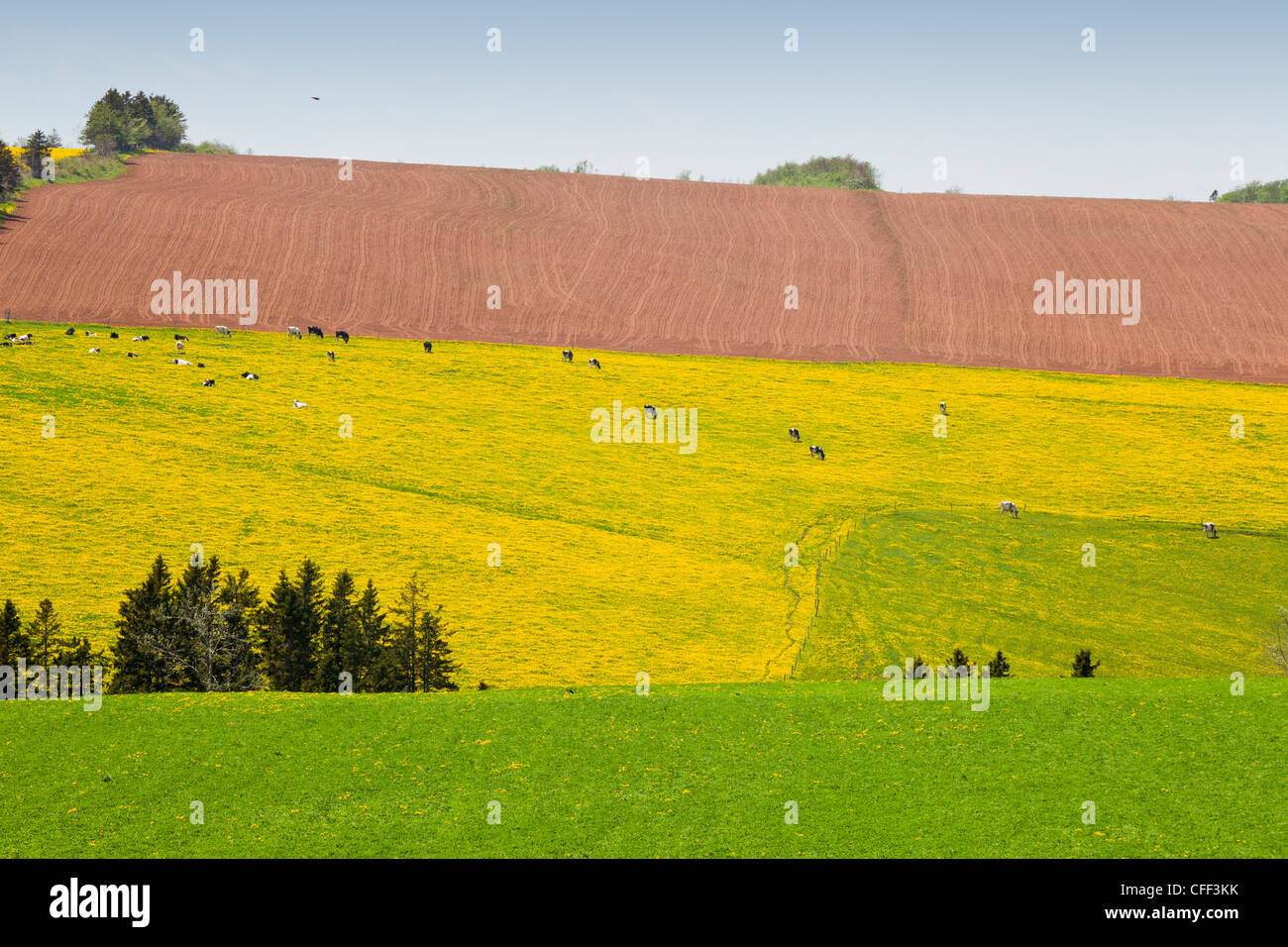 Dairy cows grazing in field of dandelions, Grahams Road, Prince Edward Island, Canada Stock Photo