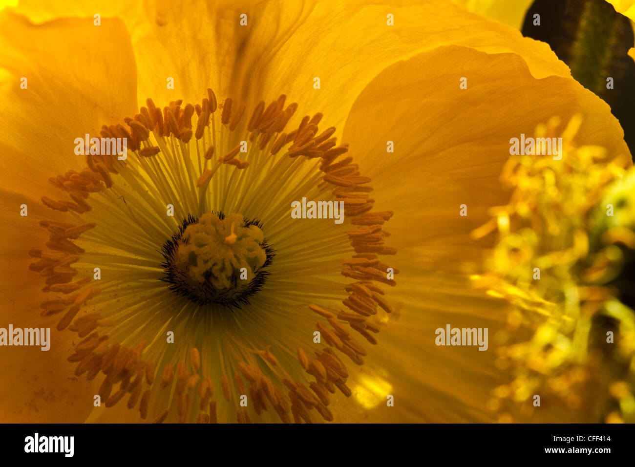 Close-up of flowers : Papaver (Poppy Stock Photo - Alamy