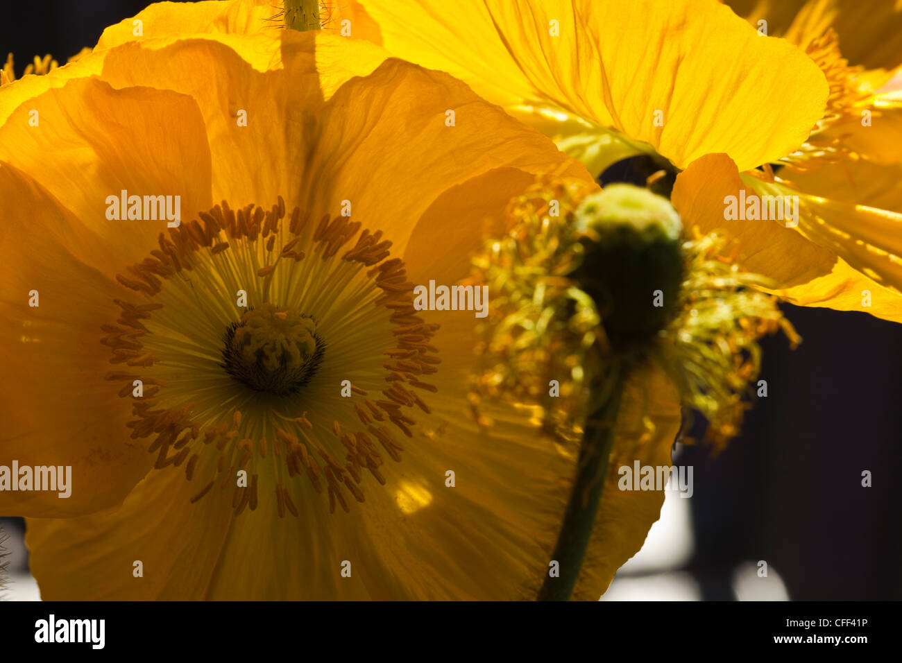 Pistil poppy papaver detail flower hi-res stock photography and images ...