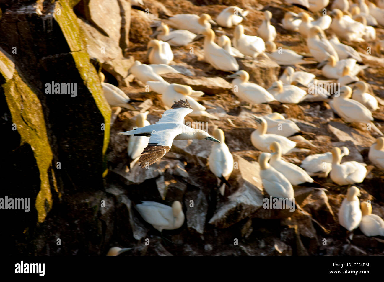 Northern Gannet (Morus bassanus), in flight off Cape St. Mary's Ecological Reserve, Newfoundland, Canada Stock Photo