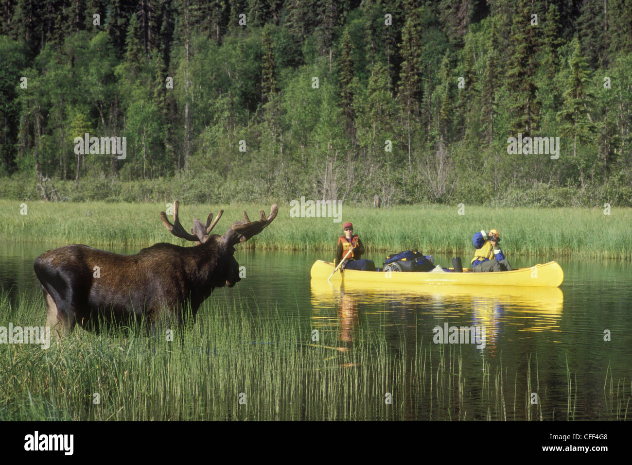 Bowron Lake Park, Moose and canoeists, British Columbia, Canada Stock ...
